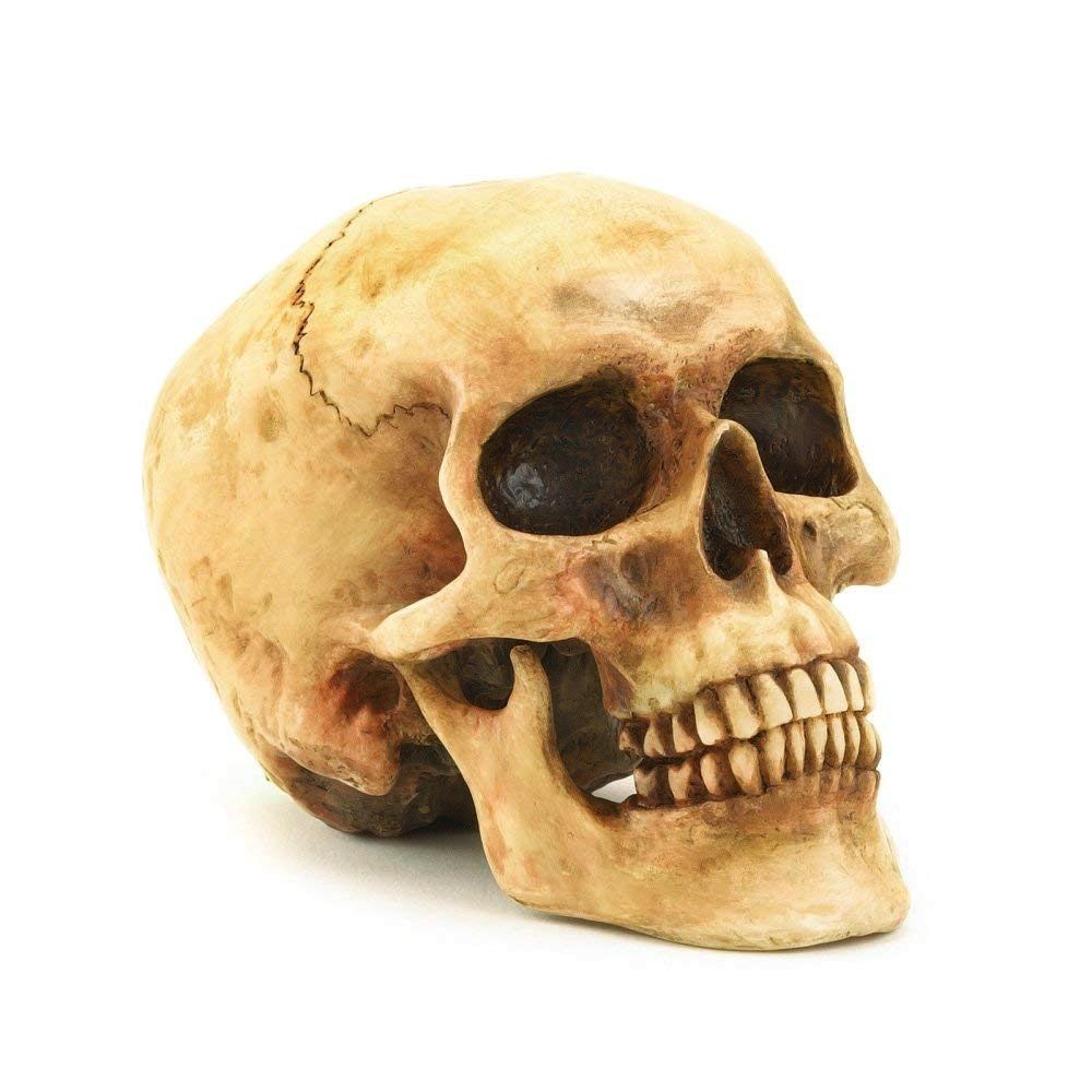 : craniul unui om
