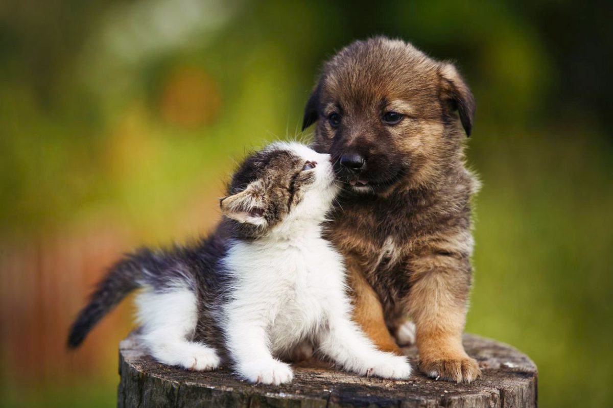 Spania a promulgat o lege care decide cine păstrează animalele, în caz de divorț. Ce trebuie să faci pentru a obține „custodia”