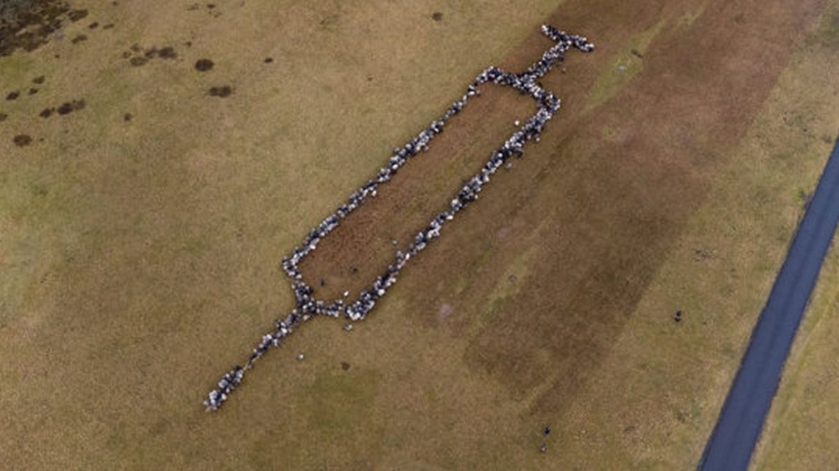 Idee inedită a unui cioban destinată antivacciniștilor. Circa 700 de oi și capre aranjate în formă de seringă – FOTO, VIDEO