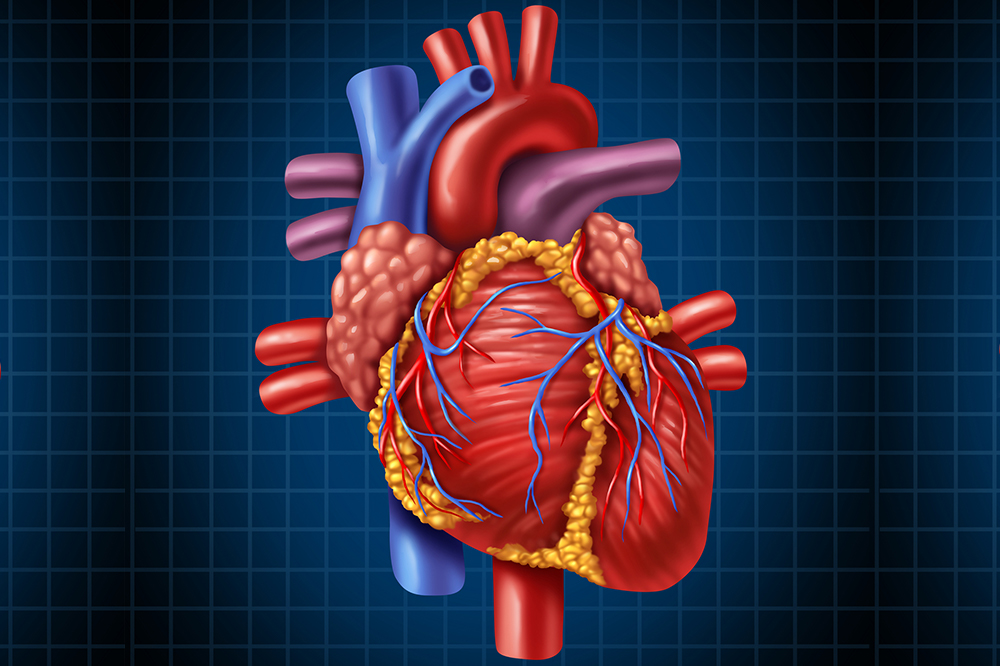 grafica cu o inima in care se observa vasele sangvine