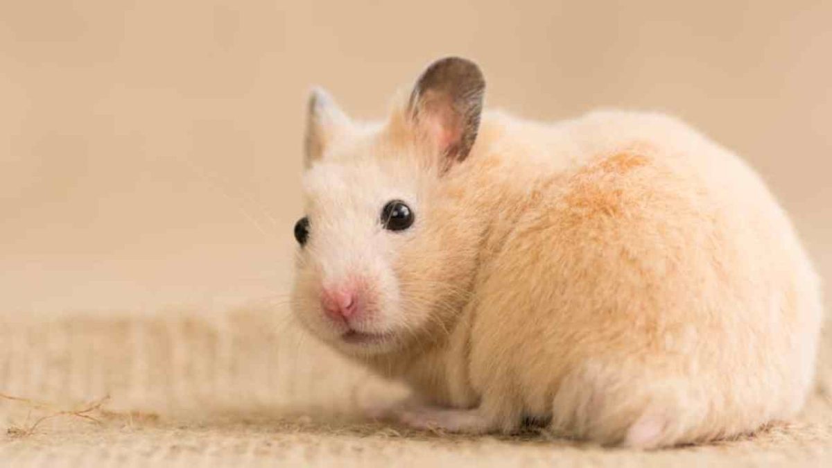 O ieșeancă a sunat la DSP ca să ceară un certificat verde pentru hamsterul său