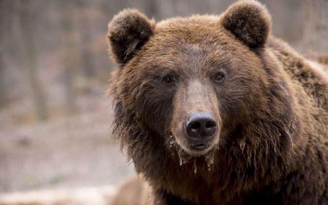 Mesaj RO-Alert la Sinaia: O ursoaică cu pui, în apropierea Castelului Pelișor