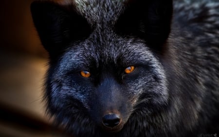 Vulpea neagră, un animal rar întâlnit. Care sunt caracteristicile acestei specii