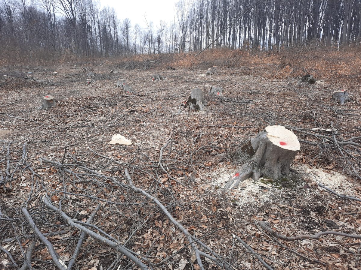 Tăieri ilegale de arbori în fondul forestier proprietate privată, situat pe raza U.A.T. Vânători, județul Iași