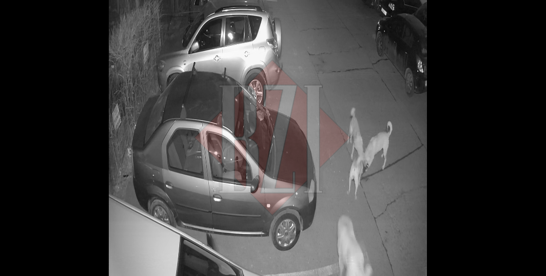 O haită de câini, terorizează cartierul Alexandru cel Bun. Mai multe pisici, mâncate de vii – FOTO, VIDEO
