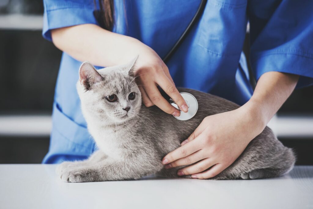 De ce vomită pisica? Iată cum previi problemele digestive ale felinelor