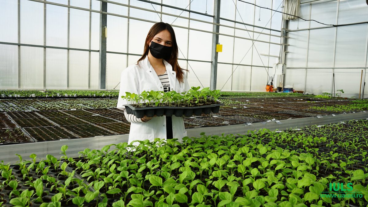 Specialiștii de la Facultatea de Horticultură din Iași transmit care sunt greșelile de evitat la producerea răsadurilor! – FOTO