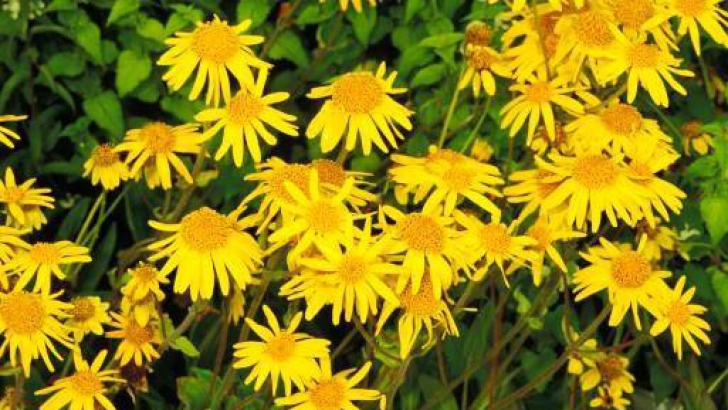 Arnica – Ce beneficii ne poate aduce această plantă medicinală