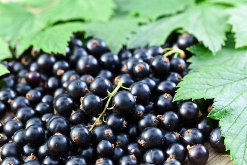 Coacăze negre – Beneficii pe care ni le pot aduce aceste fructe de pădure 