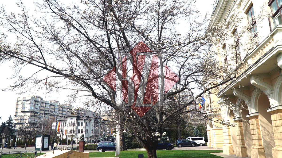 Iașul a îmbrăcat ”haine” de primăvară! Unii dintre cei mai frumoși copaci din municipiu au început să înflorească – GALERIE FOTO