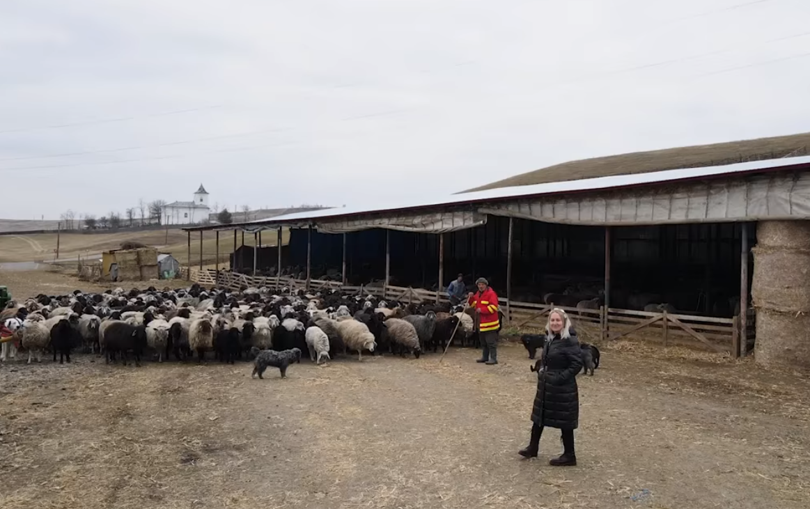 Un medic veterinar, absolvent al Facultății de Medicină Veterinară, USV Iași, deține o fermă cu aproximativ 1.000 de ovine – VIDEO