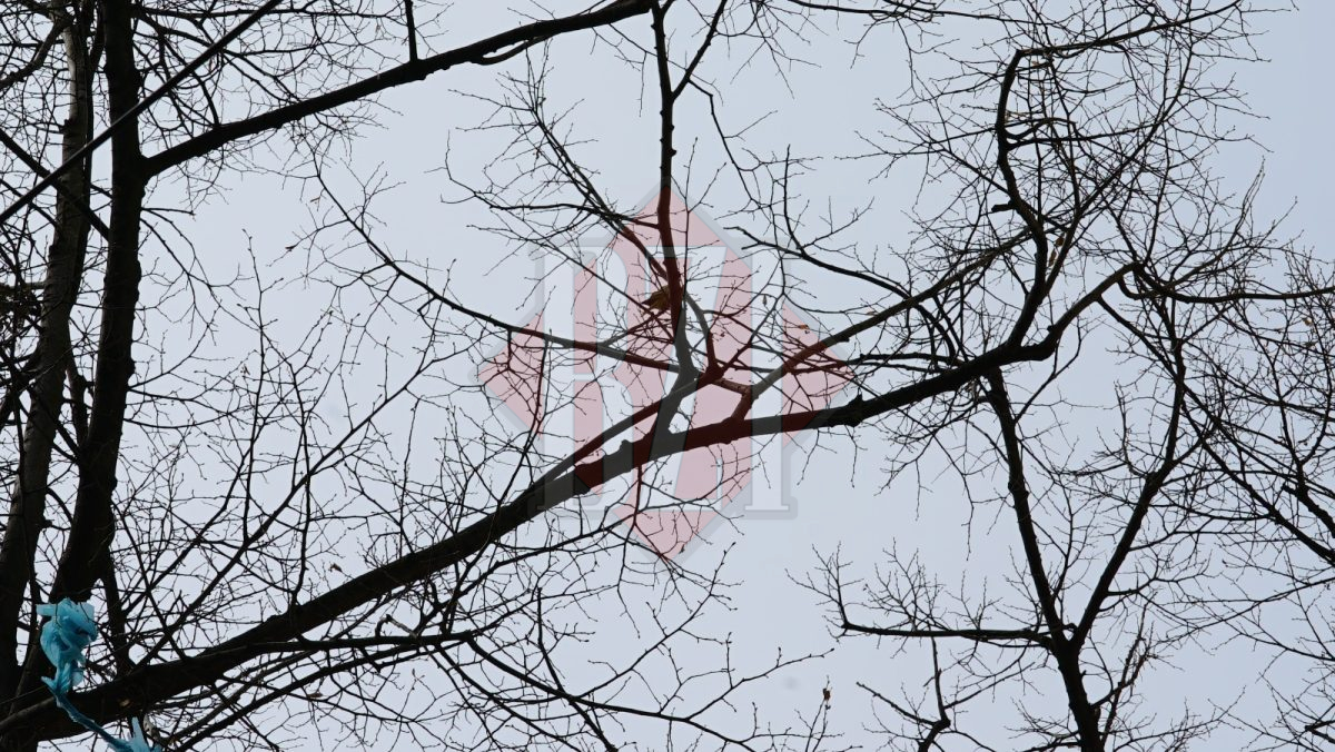 Doi papagali au apărut în parcul de la Cinema Victoria – FOTO