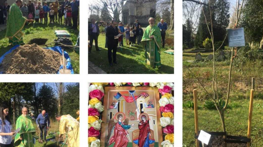 Un puiet din teiul lui Mihai Eminescu de la Iași, plantat în pământ românesc la o biserică din Olanda