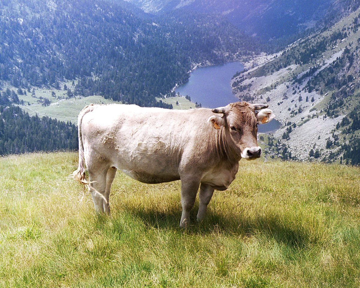 Vaca în vis: De ce să te ferești după o astfel de prevestire  