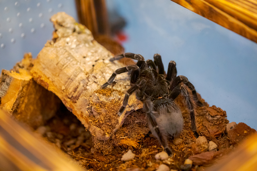 The Taranterra Project aduce în Palas o expoziție cu 36 de tarantule vii