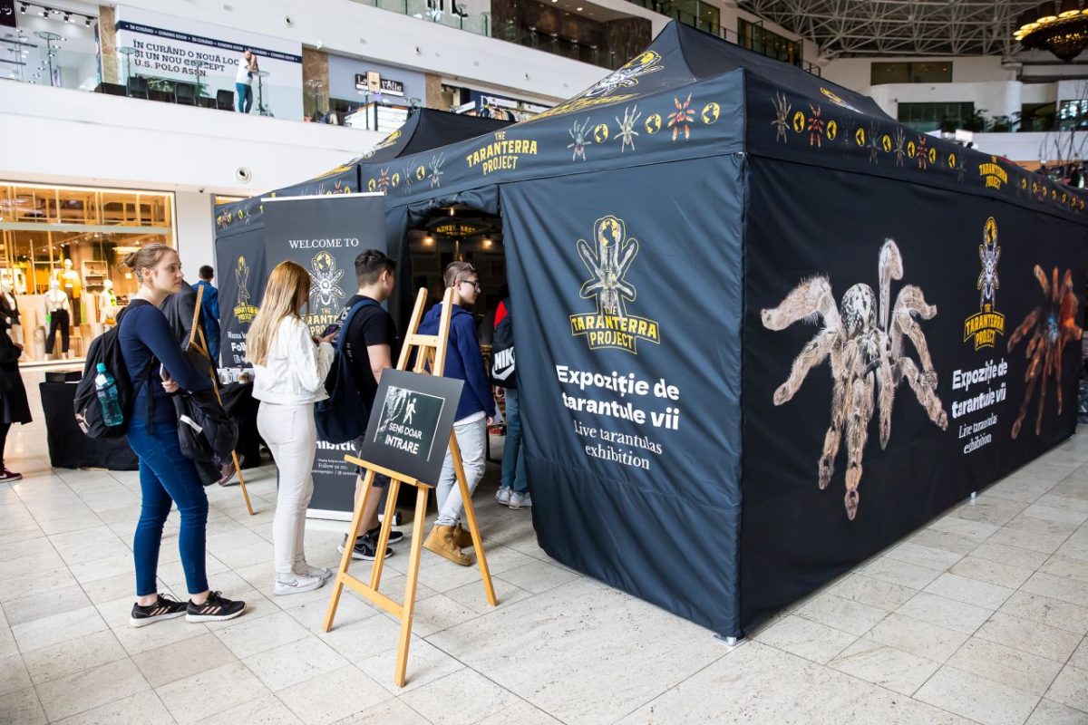 24 de centimetri, dimensiunea celei mai mari tarantule din expoziţia The Tarranterra Project, care poate fi vizitată la Palas