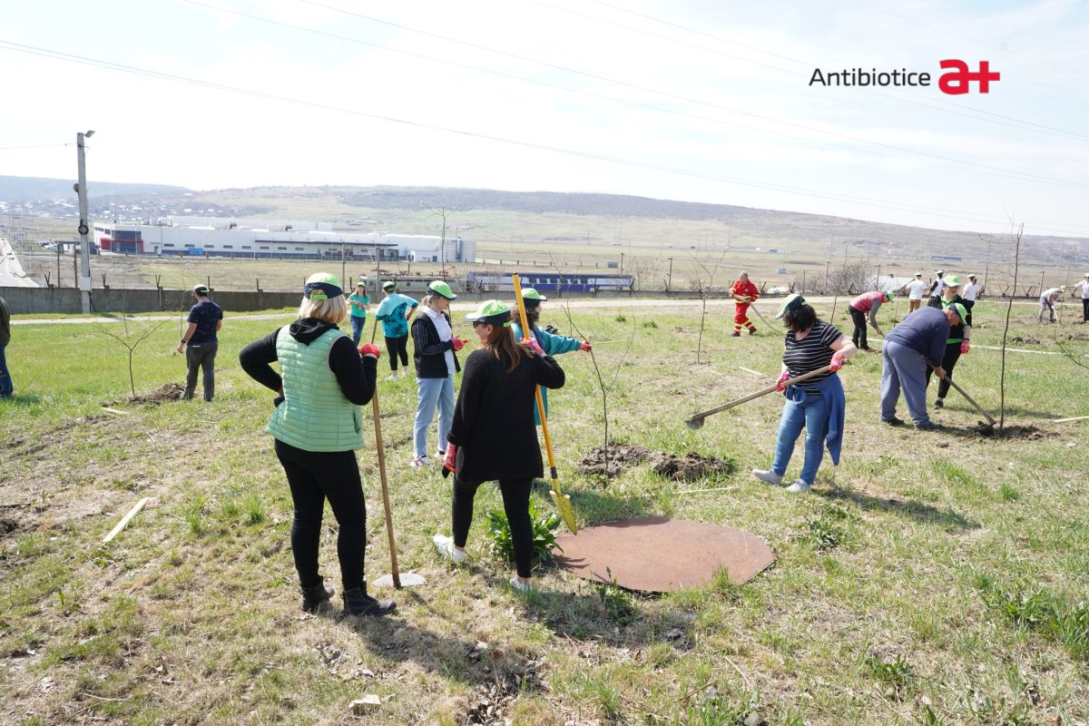 Voluntarii Antibiotice au plantat 200 de arbori