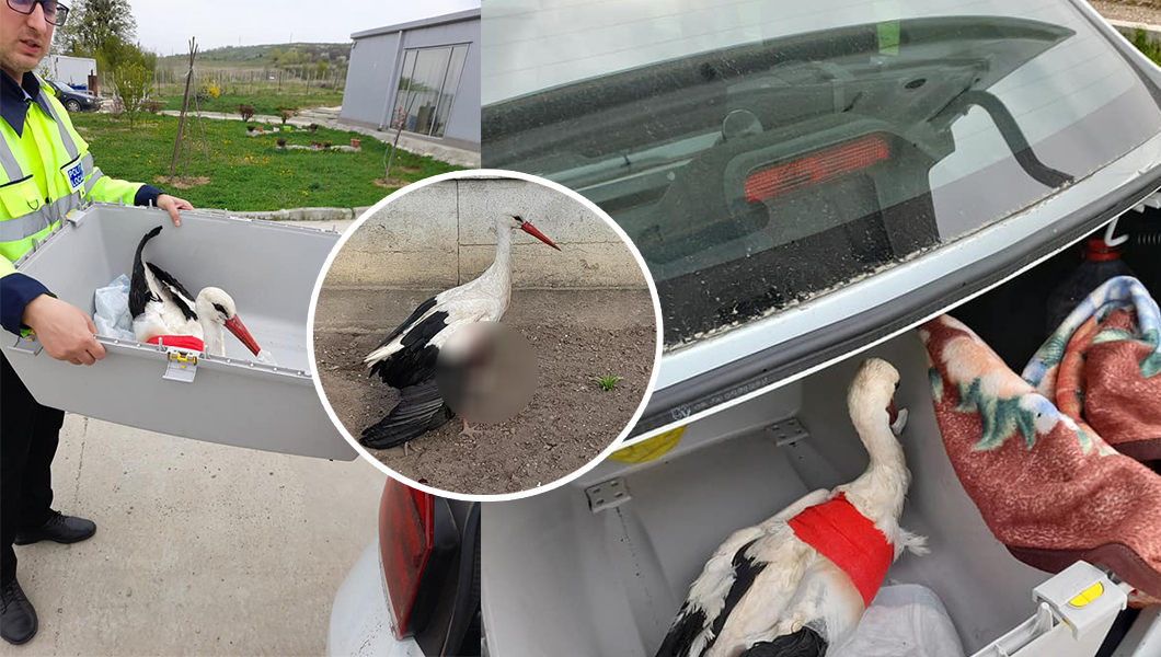 Poliţiştii locali din Holboca au fost chemaţi să preia o barză rănită – FOTO