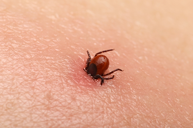 Este obligatoriu să iei antibiotic după mușcătura de căpușă? Iată recomandările medicilor