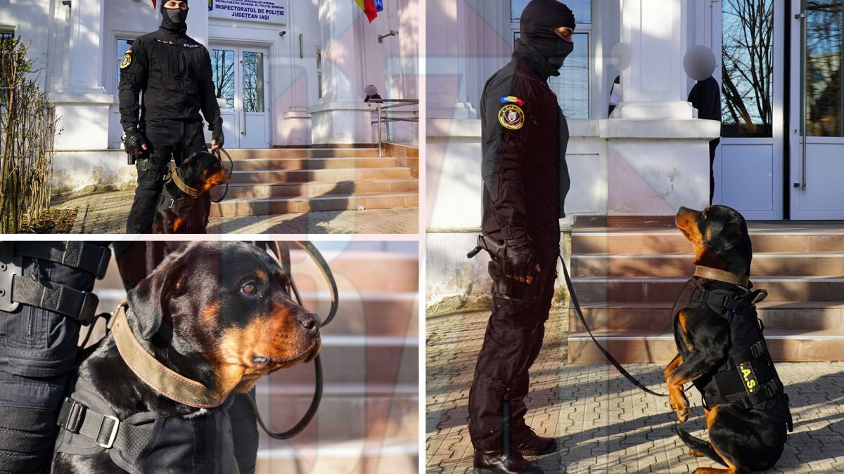 Toxa este unul dintre cei mai periculoși agenți IPJ Iași. Cine sunt aceștia și în ce misiuni sunt implicați? – Galerie FOTO-VIDEO