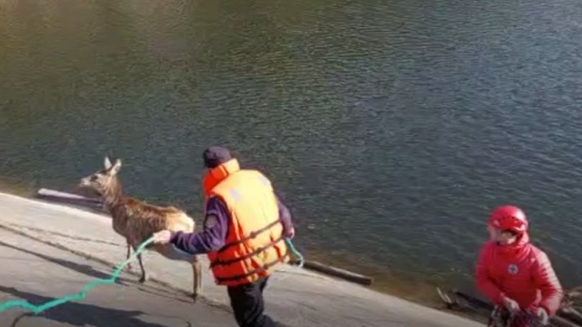 Imagini video cu salvarea unui pui de cerb înconjurat de apă, în judeţul Cluj