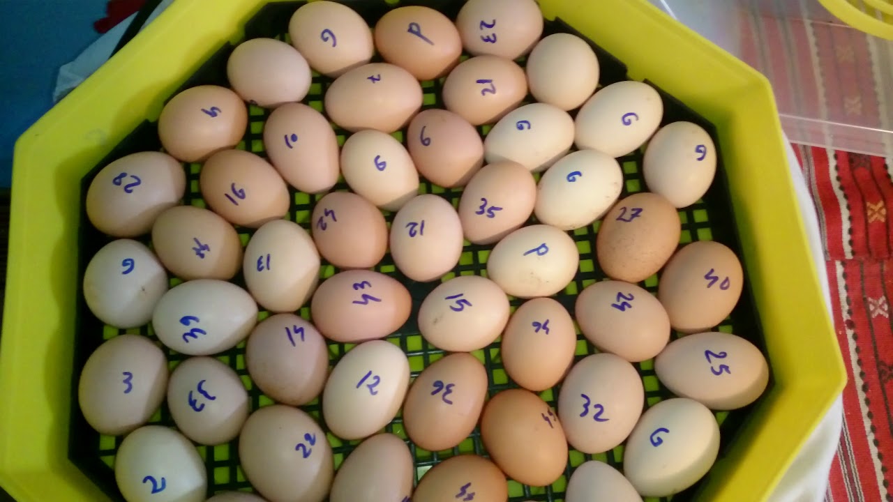 mai multe oua numarate intr-un incubator