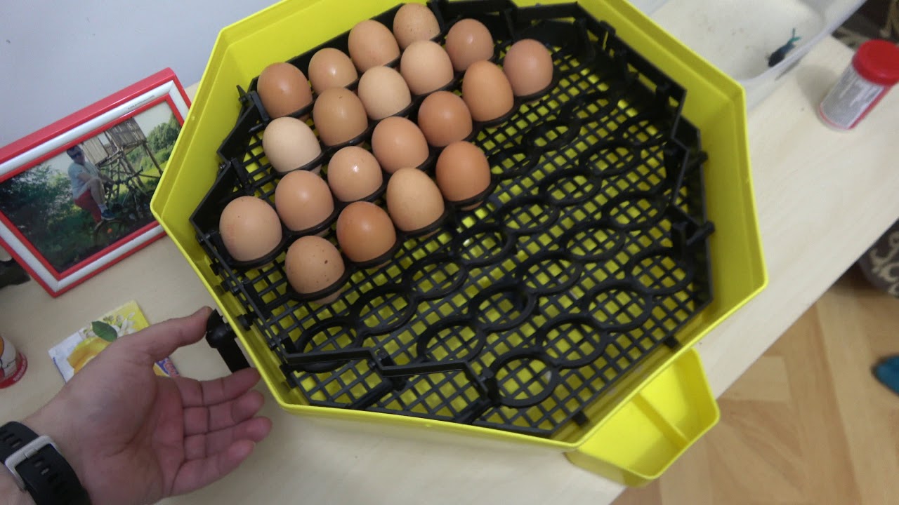 mai multe oua intr-un incubator