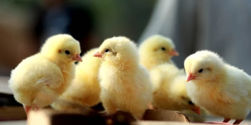 Temperatură incubator oua de găină. La ce să fii atentă pentru a păstra embrionul viu