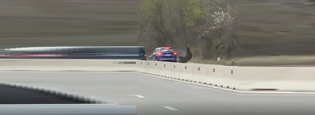 Un urs a fost lovit pe DN1 de două maşini – VIDEO