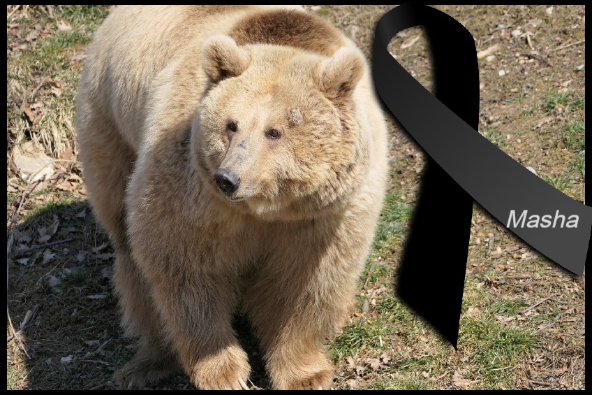 Ursoaica Masha a murit la sanctuarul de la Zărneşti. A fost salvată din Ucraina la începutul războiului