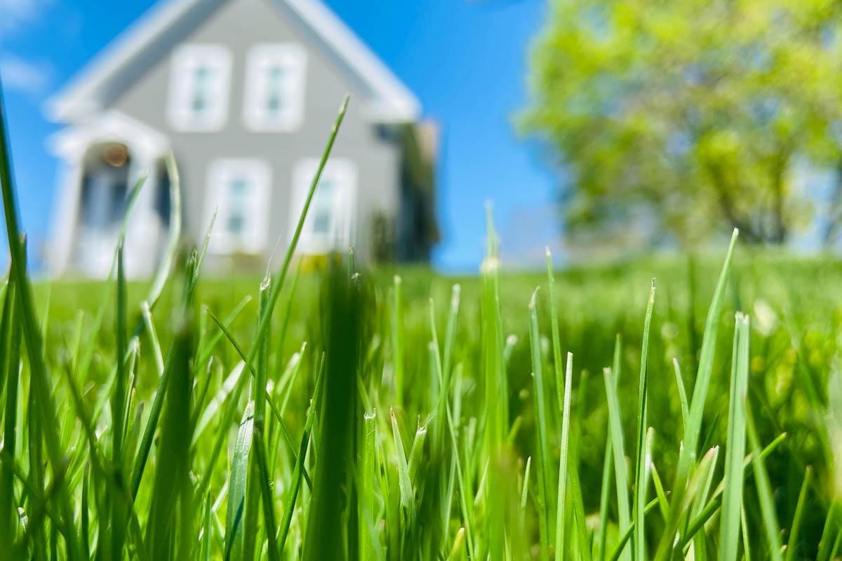 Ghid de începători pentru o peluză sănătoasă