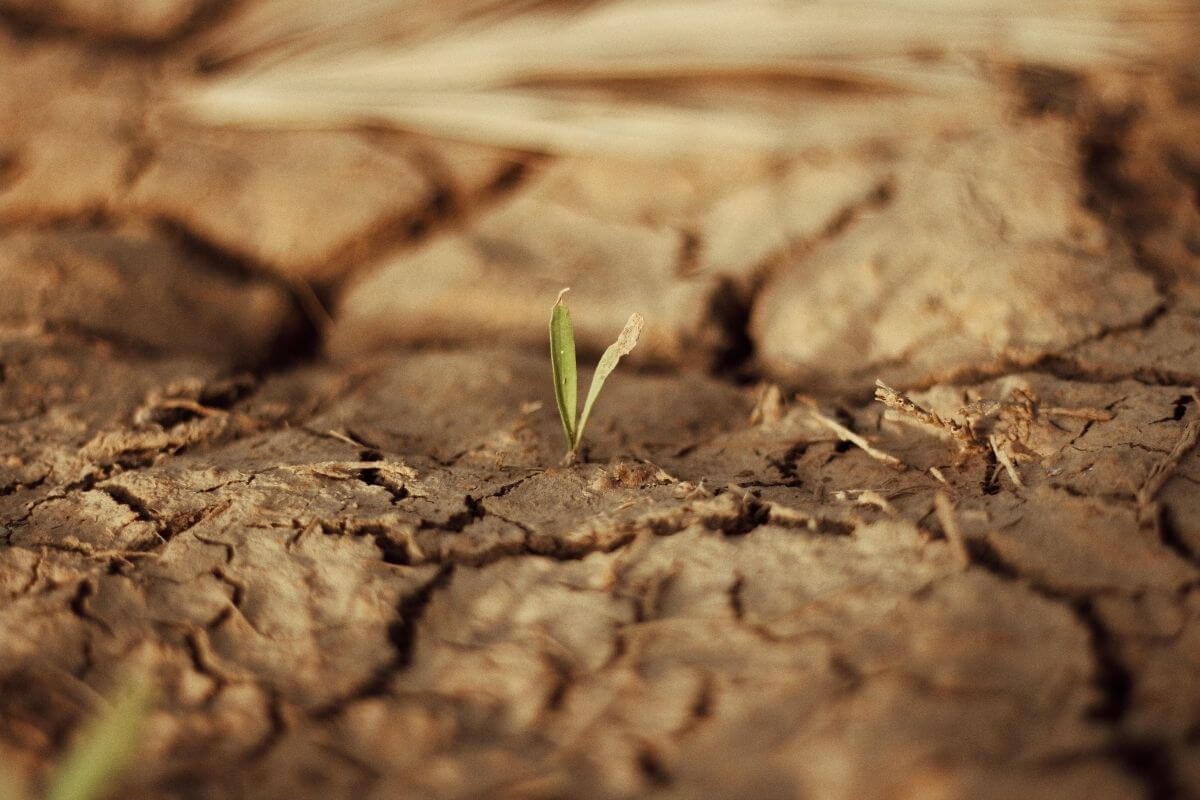 Seceta continuă să afecteze recoltele și în acest an. Află cum îți poți proteja producția agricolă