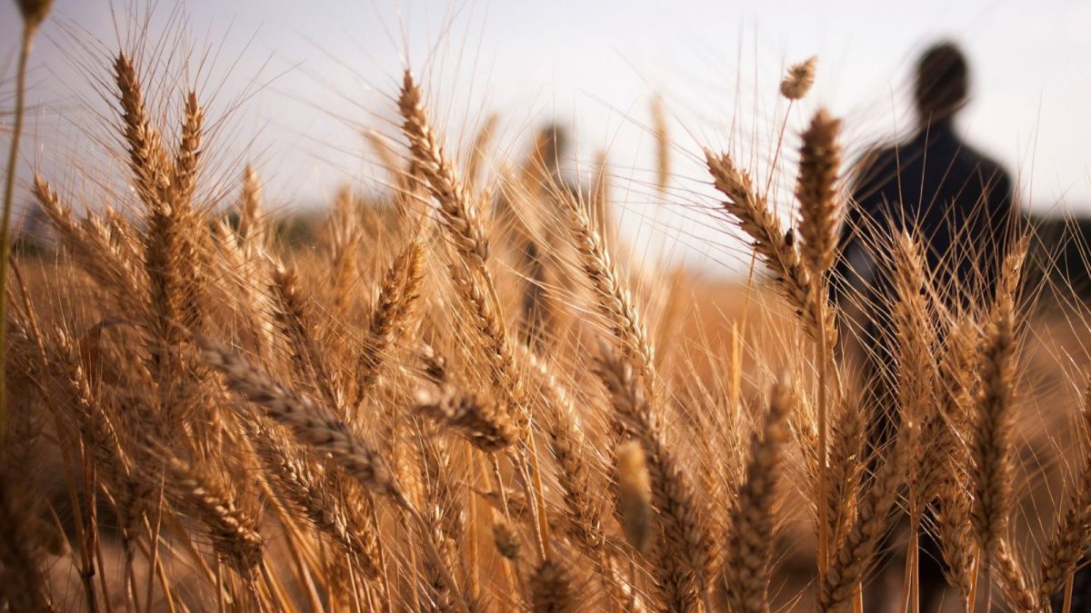 Argentina plantează grâu modificat genetic, devenind prima țară din lume care face acest lucru