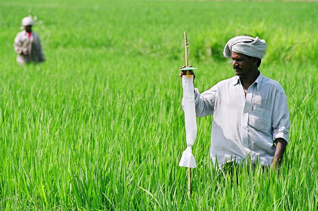 India a interzis exportul de grâu, iar prețul acestuia a urcat considerabil