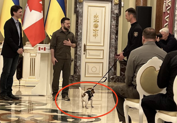 Patron, câinele care ajuta soldaţii ucraineni a fost decorat de preşedintele