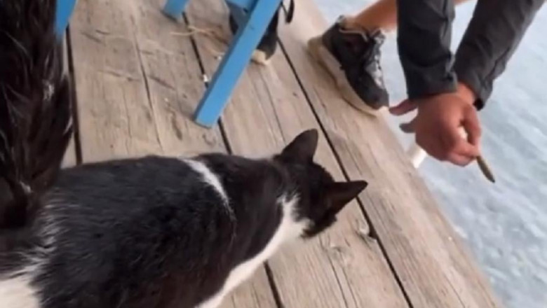Un bărbat din Grecia riscă 10 ani după gratii, după ce a ademenit şi aruncat o pisică în mare – VIDEO