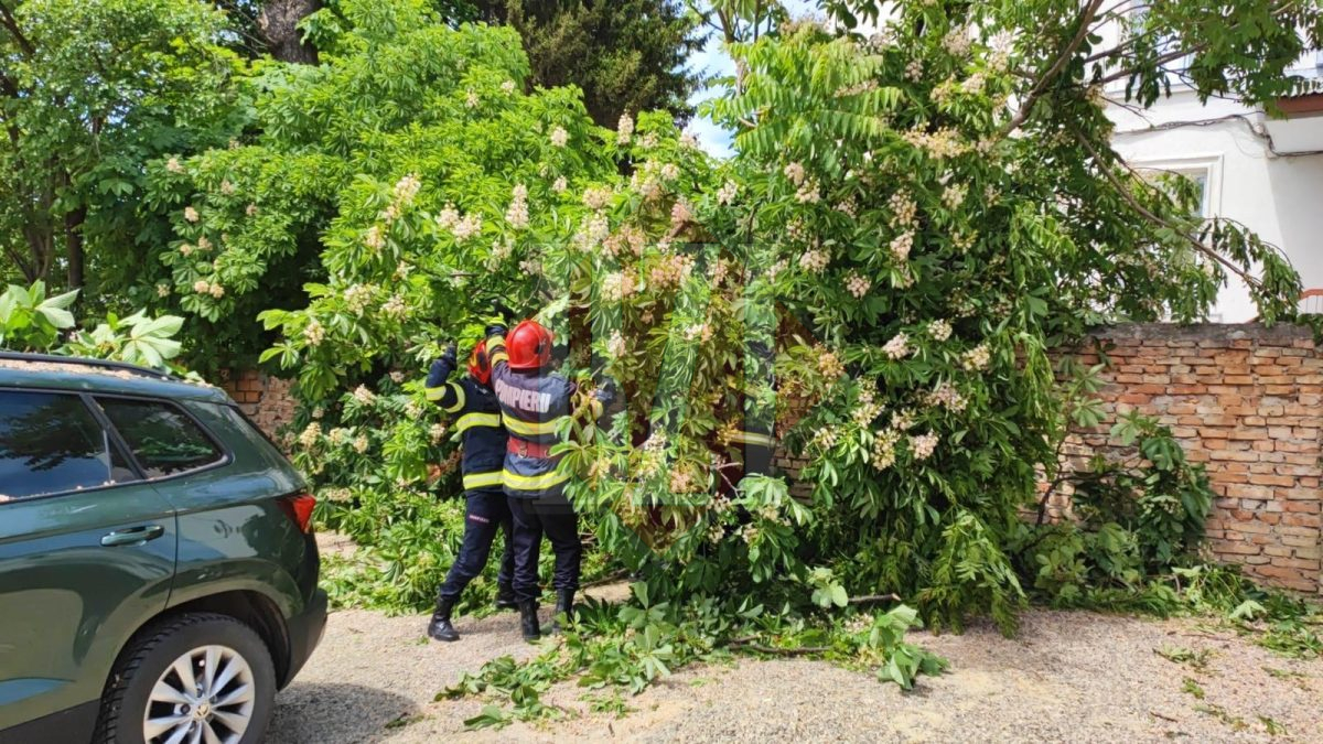 Un copac a căzut peste o mașină, în municipiul Iași – EXCLUSIV/FOTO