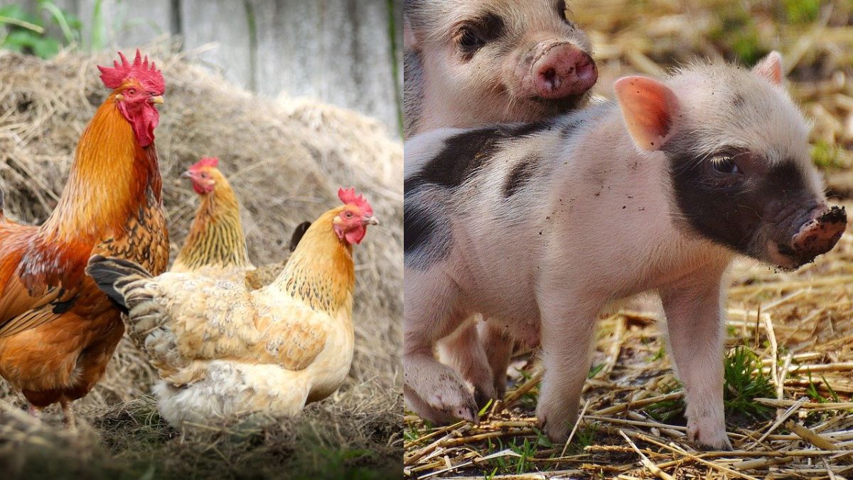 Este interzis prin lege! Orașul din România în care nu mai ai voie să crești animale