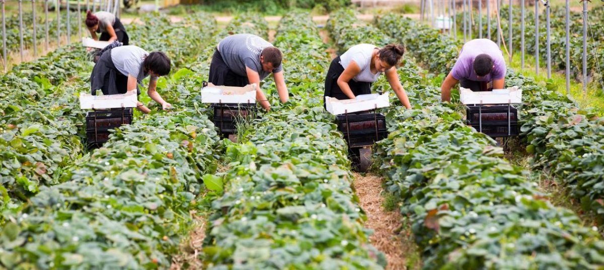 Noi șanse de angajare pentru ieșeni: Aproape 800 de locuri de muncă vacante în întreaga Europă