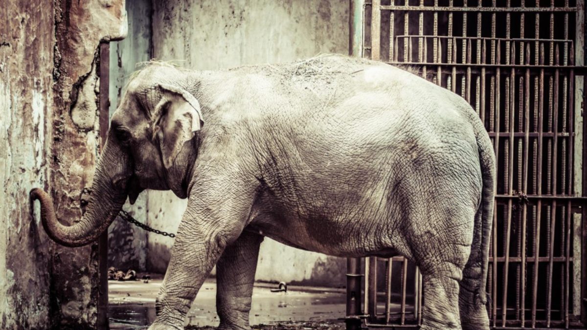 Un tribunal din SUA trebuie să decidă dacă un elefant este animal său persoană