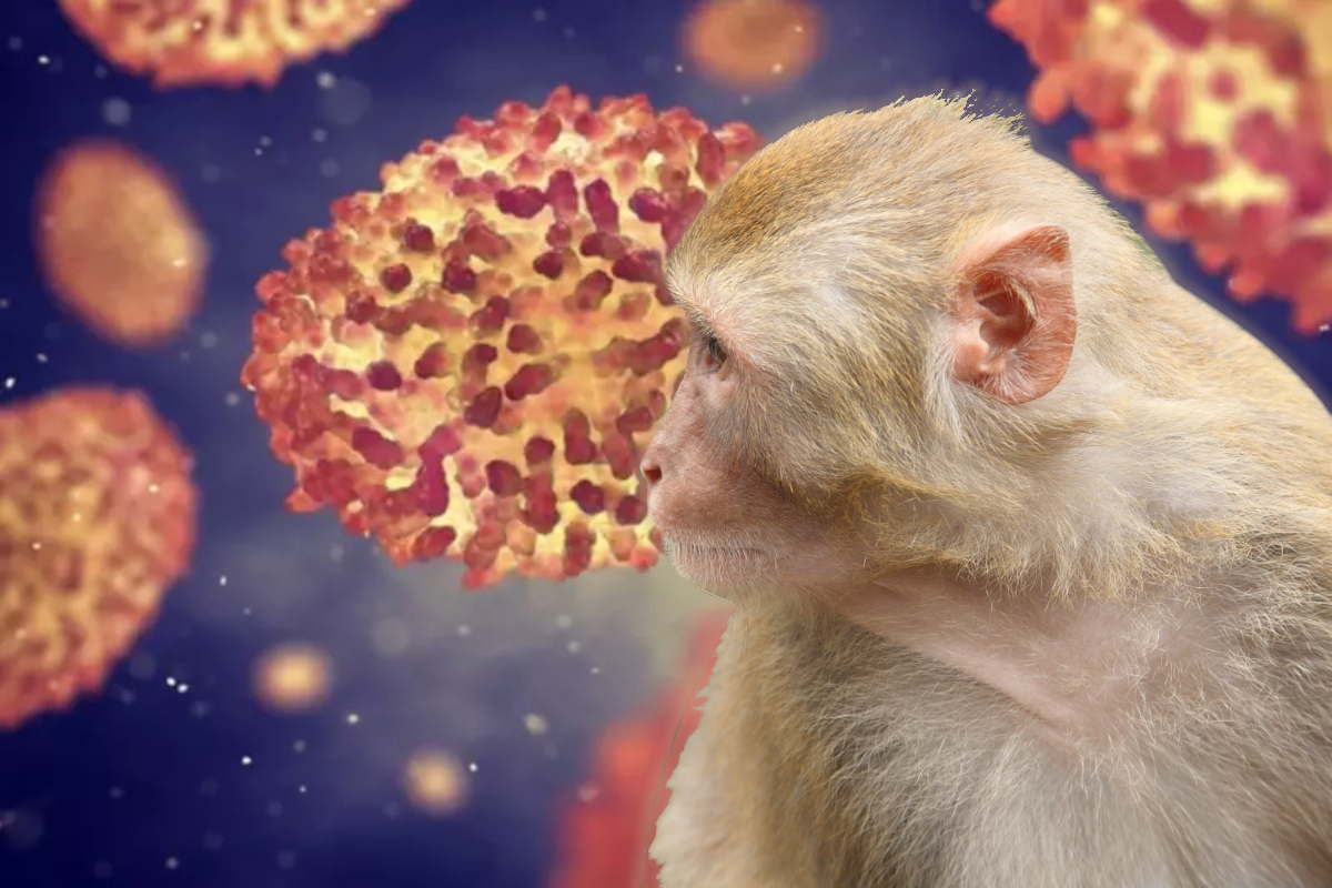 Încă o țară din Europa anunță prezența variolei maimuței