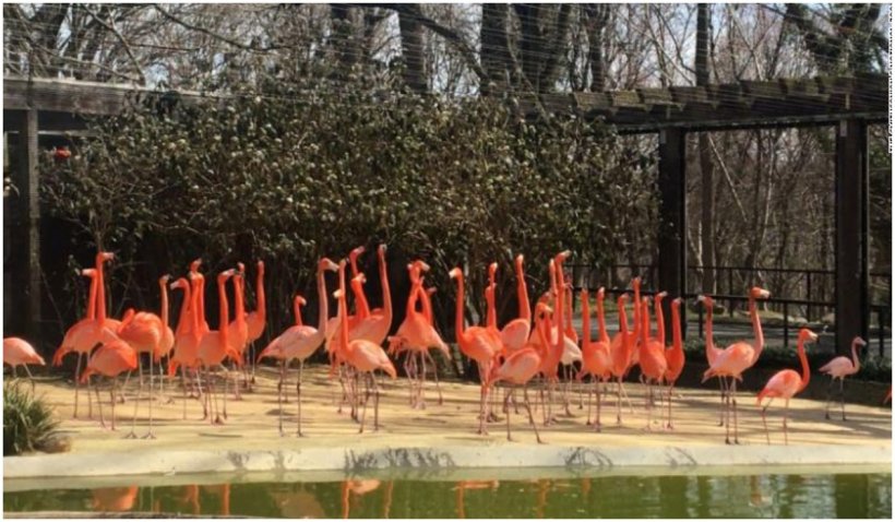 La o grădină zoologică din SUA, o vulpe sălbatică a ucis 25 de flamingo și o rață