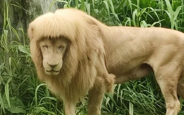 Îngrijitorii unui parc zoo din China, suspectați că au tuns un leu și i-au făcut breton