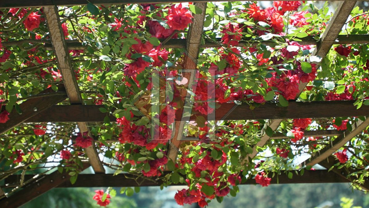Imagini de colecție din Grădina Botanică „Anastasie Fătu” Iași. Trandafirii, vedetele lunii iunie – GALERIE FOTO