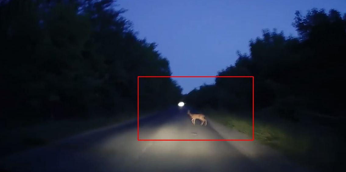 Accident rutier evitat în ultima clipă. Un şofer a surprins o căprioară ce se afla pe şosea – VIDEO