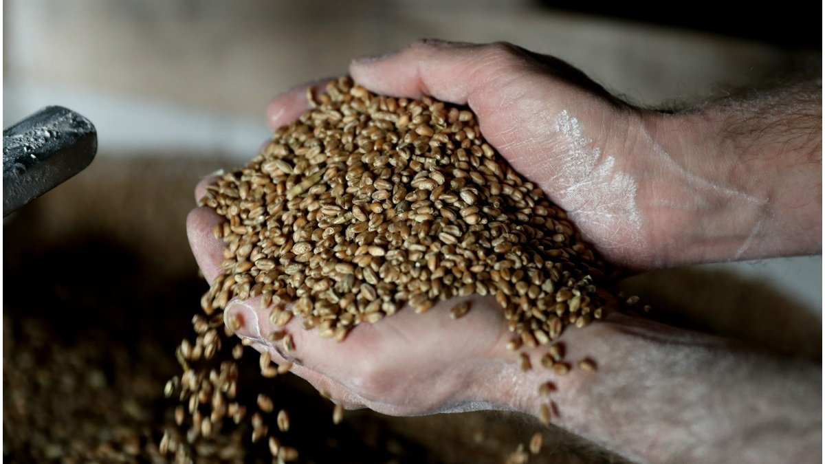 Rusia anunță începerea exportului de cereale ucrainene și statele care vor beneficia de ele
