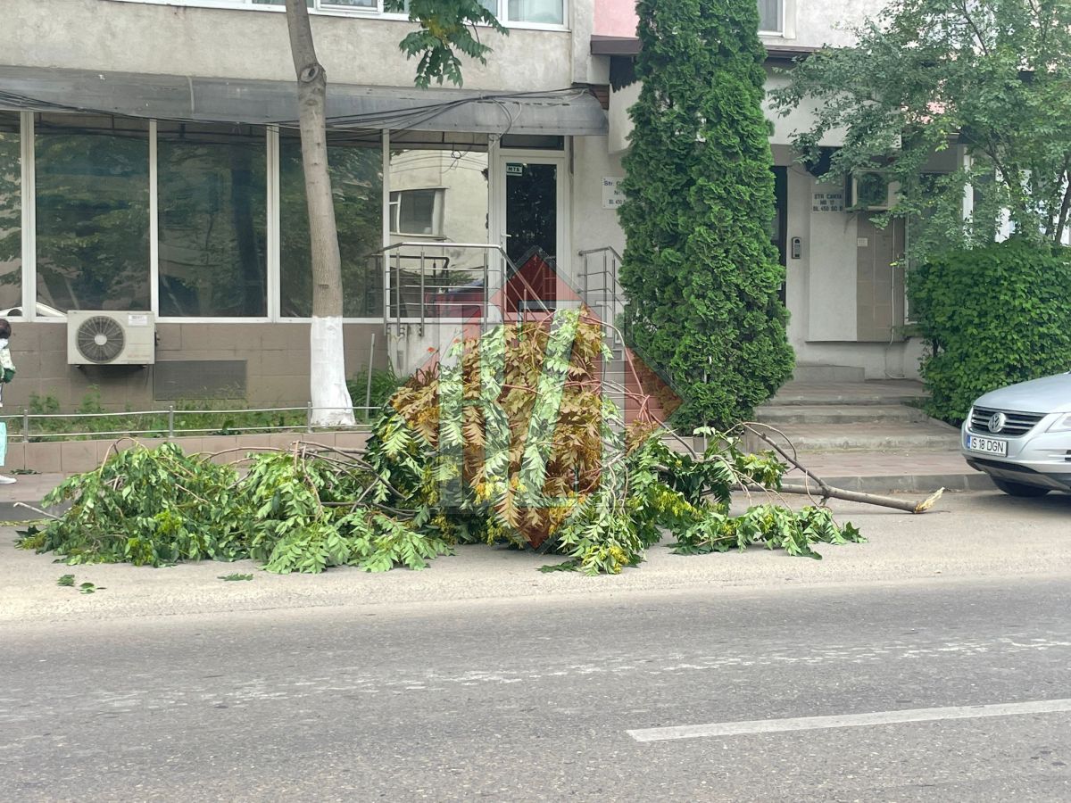 Un copac a căzut pe strada Luca Arbore din Iaşi. Pompierii intervin – EXCLUSIV, FOTO, VIDEO