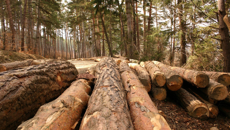 Ministrul mediului, Barna Tanczos, dorește creşterea suprafeţelor împădurite ca soluție pentru stăpânirea schimbărilor climatice 