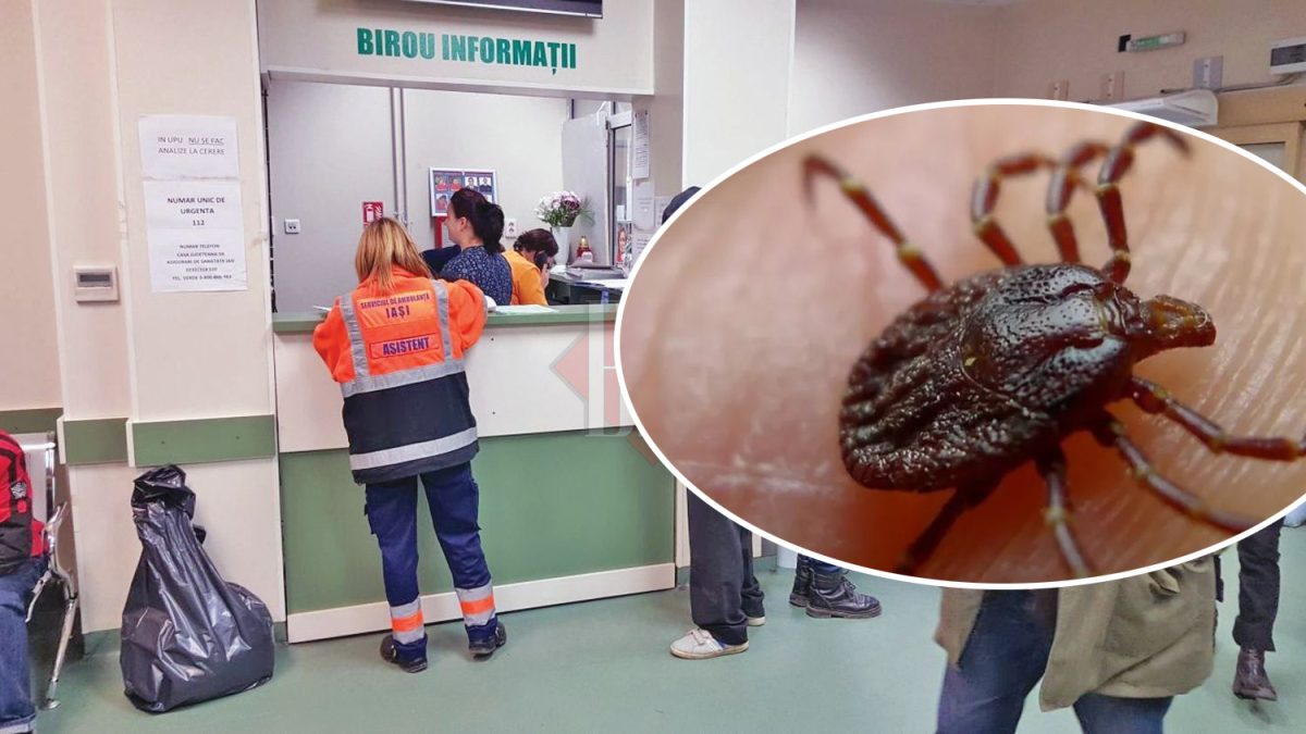 Mai mulţi ieşeni au ajuns mușcați de căpușe la UPU Iași! Ce sfaturi ne dau medicii