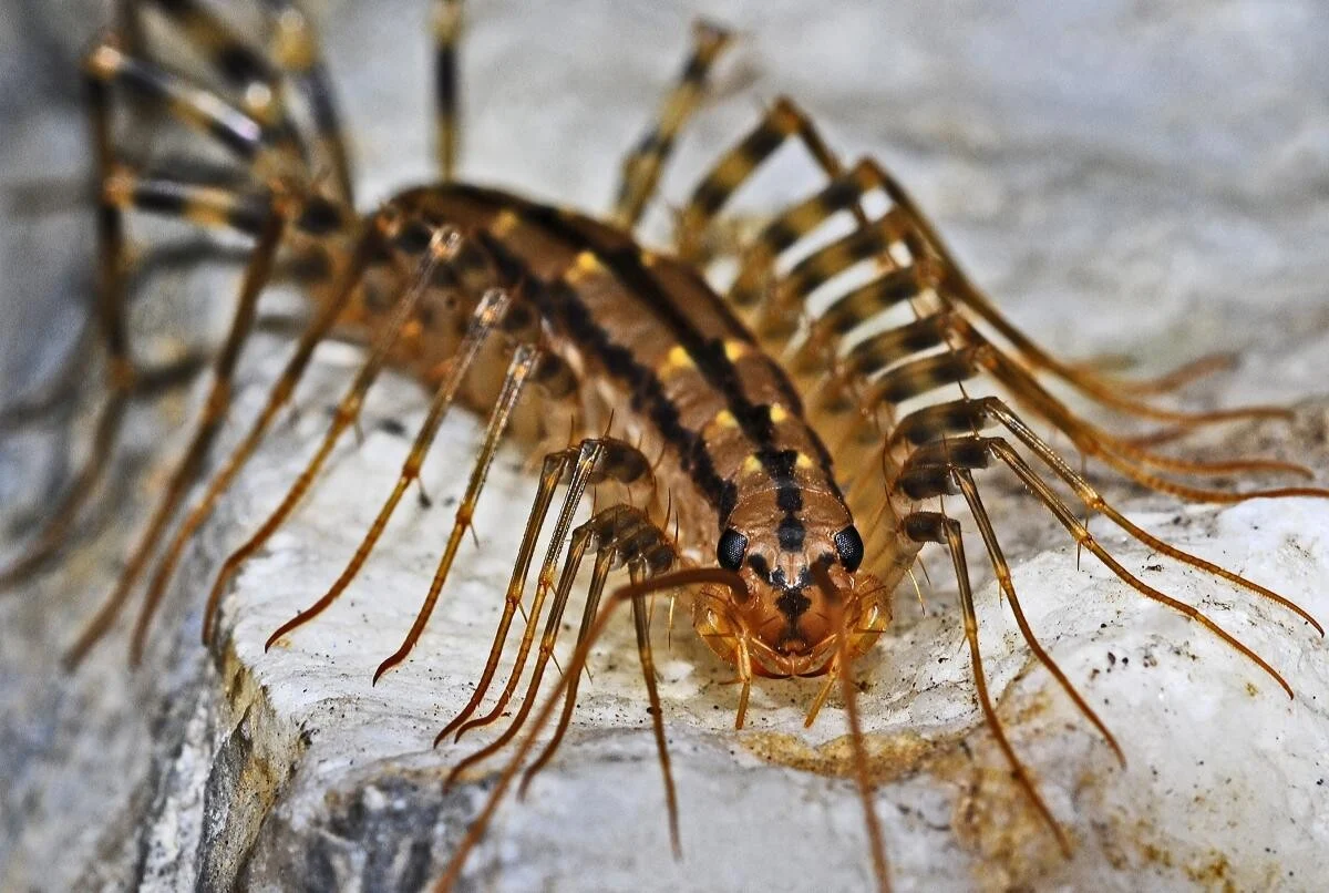 Miriapod de casă. Cum să scapi rapid de insectele înfricoșătoare